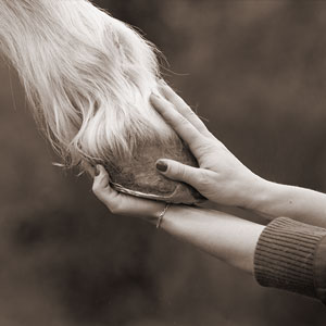 Hoof