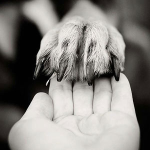 hund