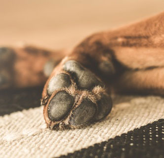 Paw